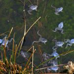 Blaue Moorfrösche in einem Moorsee im Himmelmoor in Quickborn.