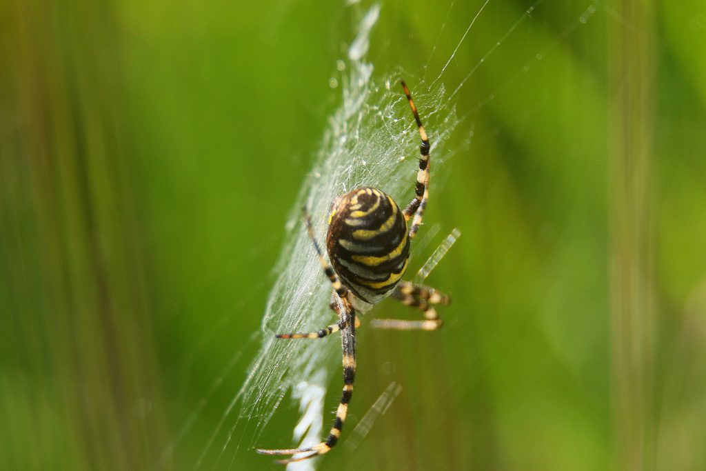 Eine gelb-schwarz geringelte Wespenspinne in ihrem Netzt
